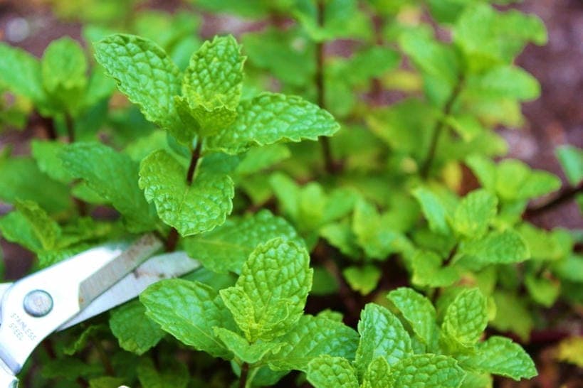 Fresh Peppermint