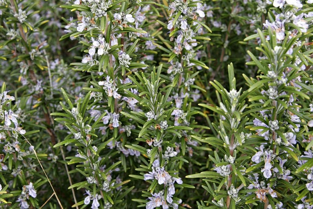 1200px Rosemary bush