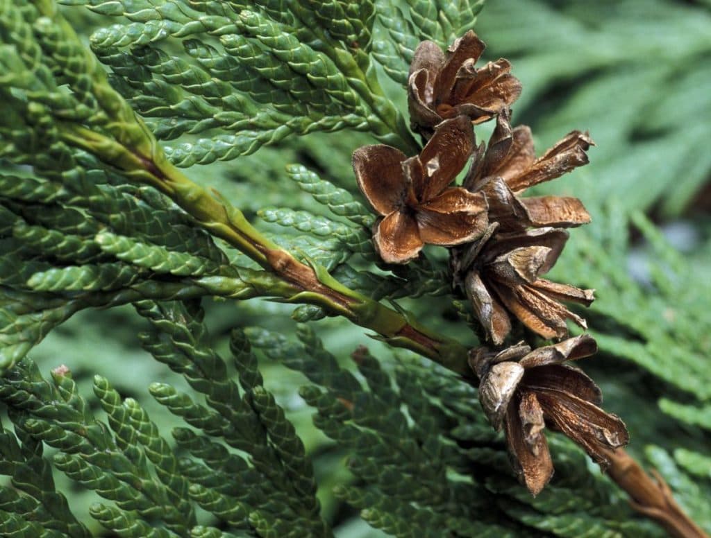 Cedar Wood oil Western Red Canada