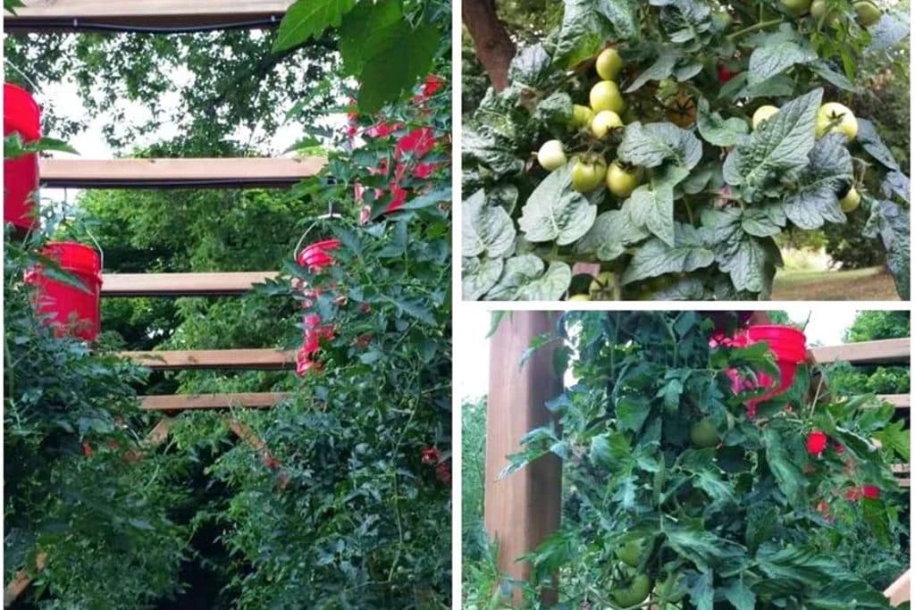 Finally Hanging Up My Dream Garden