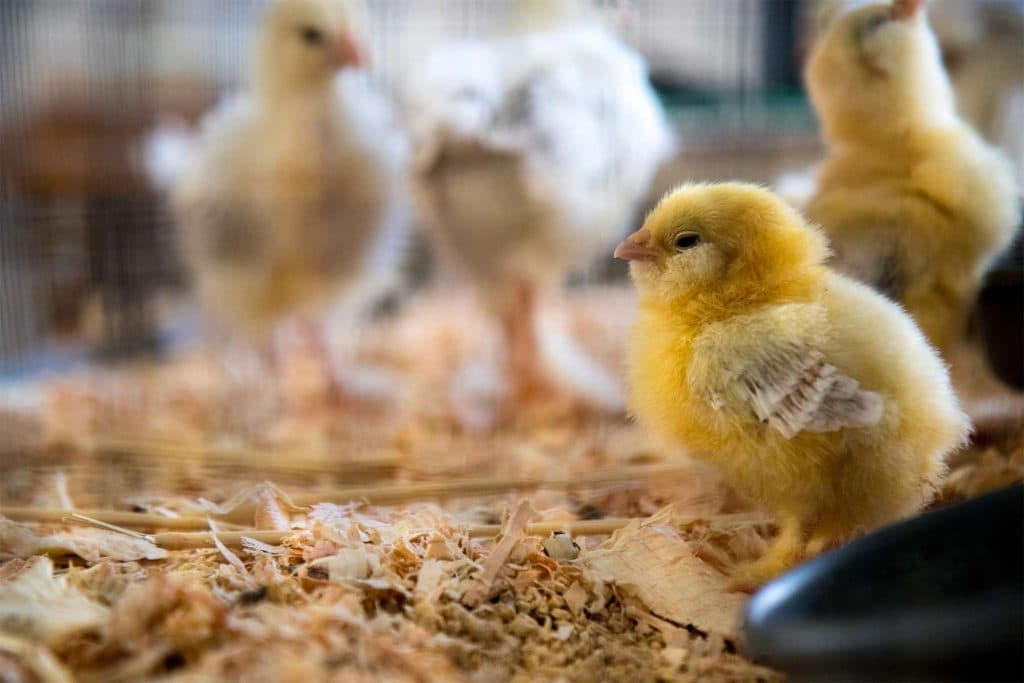 15 Surprising Lessons I Learned From Raising Chicks