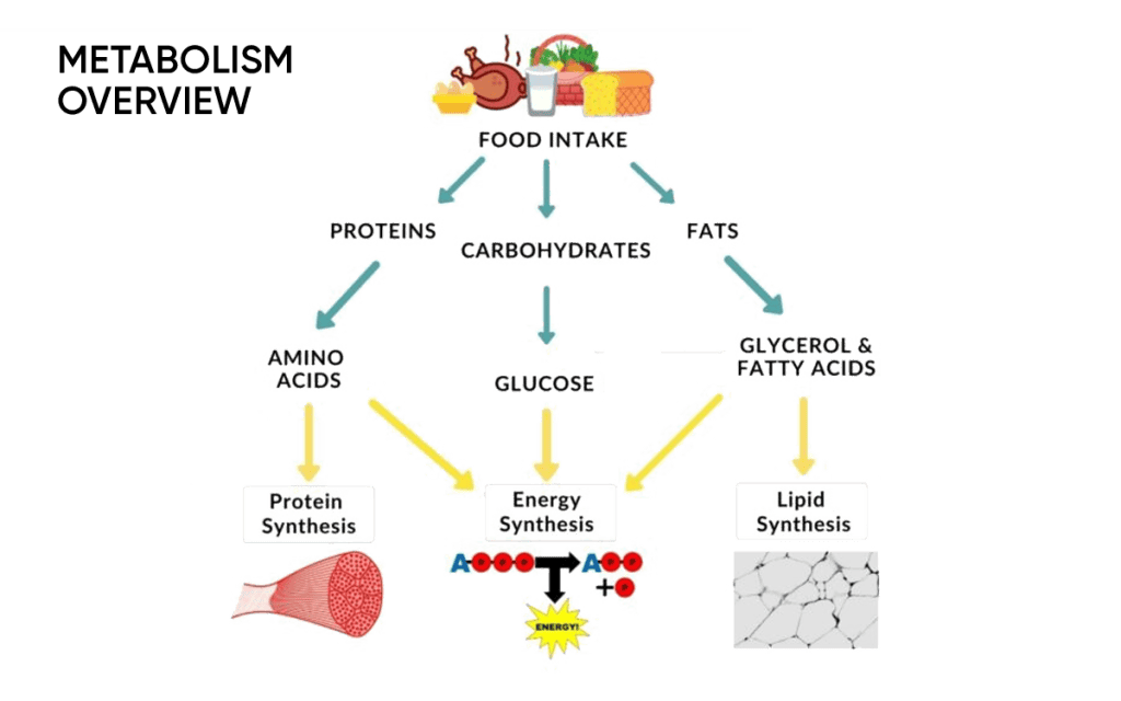Metabolism Overview