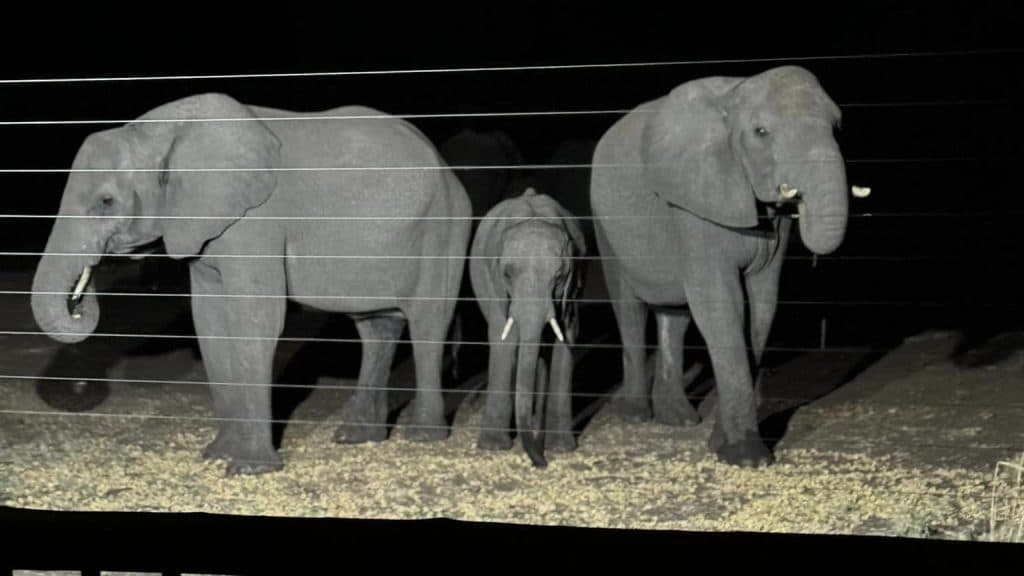 My Adventures in Africa - Herd of Elephants