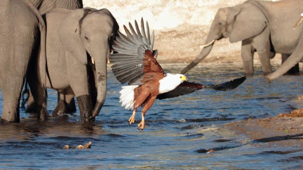 My Adventures in Africa - Herd of elephants and bald eagle