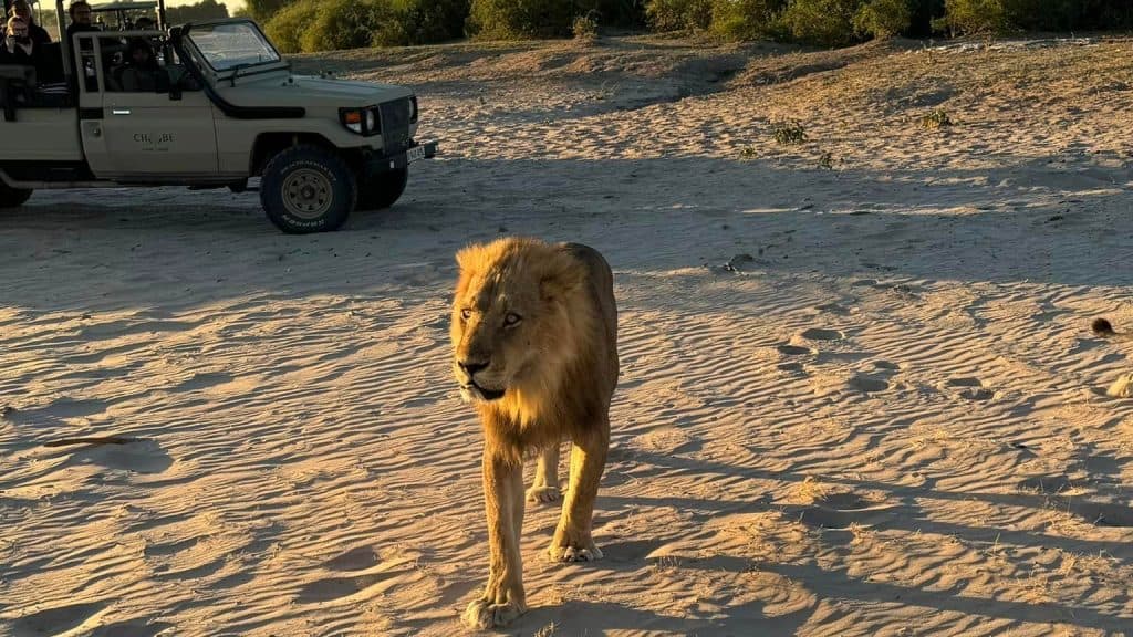 My Adventures in Africa - Lion