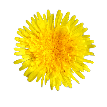 dandelion 1