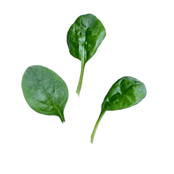 spinach